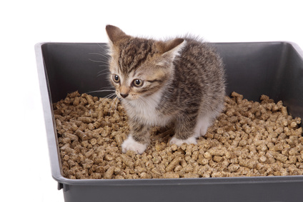 Finding Natural Cat Litter Box For Your Furred Animal