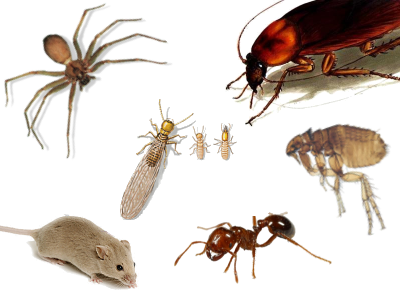 Pest Control Company - Free Your House From Pests