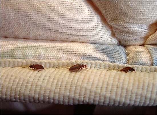 Bedbugs Infestation and Mattresses - Know Everything About It