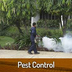 Avail Effective Pest Control Services To Get Rid Of Roaches, Bed Bugs, Ants and Termites