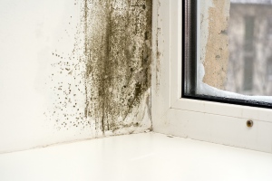 9 Expert Tips To Protect House From Mold