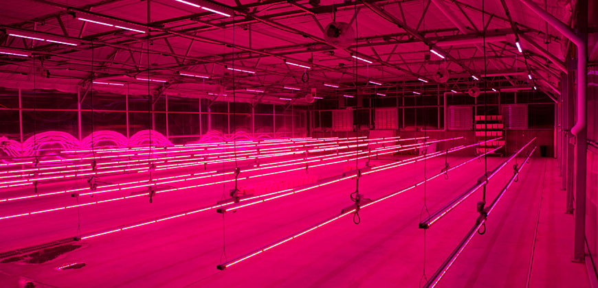 How Recreational Cannabis Legalization In California Affects Led Grow Light Sales