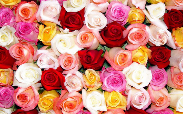 Meanings Of Different Colours Of Roses