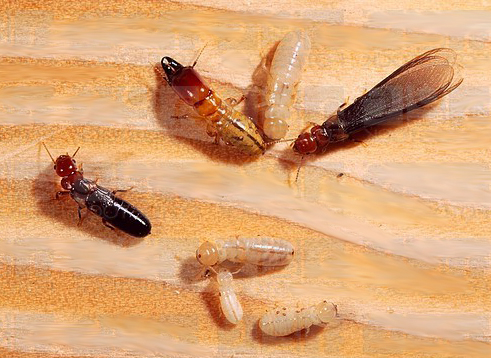 Insights Into Termite Inspection Boca Raton from Multidimensional Perspective